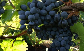 Каково состояние виноградников в Молдове после зимовки