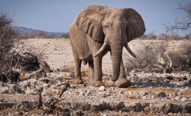 Ce pățesc elefanții după ce sînt călăriți zeci de ani de turiști