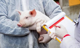 Un alt caz de pestă porcină africană pe teritoriul Republicii Moldova