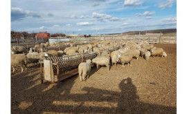 В Комрате овцеводческая ферма получила статус племенного хозяйства 
