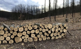 Ajustări la mecanismul de repartizare a lemnului de foc către populație