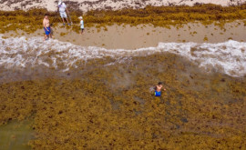 Un covor uriaș de alge a invadat plajele din Africa pînă în Golful Mexic 