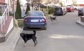 Жильцы ряда домов в столице боятся выходить на улицу изза своры бездомных собак