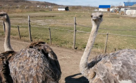 Житель села Тараклия основал страусиную миниферму