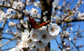 În Moldova va sosi primăvara adevărată