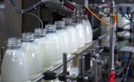 Criză de lapte în Republica Moldova Cum se descurcă fabricile de lactate din țară