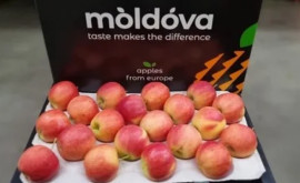 Молдова расширяет географию экспорта яблок