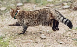 În Corsica a fost descoperită o nouă specie de pisici