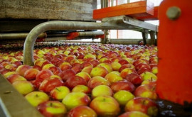 В Молдове сократится переработка яблок