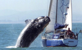 Экипаж яхты затонувшей после столкновения с китом 10 часов дрейфовал на плоту в океане