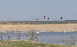 На одном из озер Кантемирского района заметили лебедей и диких уток 