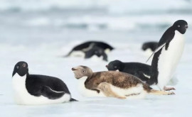 Pinguin neobișnuit fotografiat în Antarctica 
