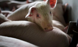 Где на данный момент зарегистрированы вспышки африканской чумы свиней