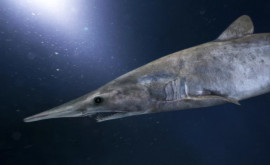 Specia rară de rechin sa dovedit a fi de plastic 