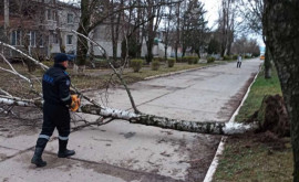 Поваленное ветром дерево перекрыло движение на одной из улиц
