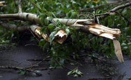 Un copac a căzut peste un bloc de locuit din Bălți