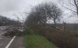 Сильный ветер повалил десятки деревьев на национальных дорогах