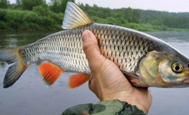 Peștele local ar putea dispărea în totalitate de pe tejghele