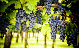 Производители винограда обязаны регистрировать свои плантации