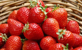 Intrarea pe piață a căpșunilor moldovenești ar putea fi amînată