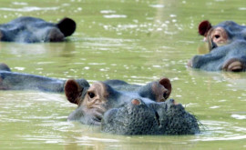Suma uriașă cheltuită de Columbia pentru a duce în străinătate hipopotamii lui Pablo Escobar