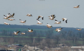 Mai mulți pelicani au fost fotografiați în luna martie în Moldova