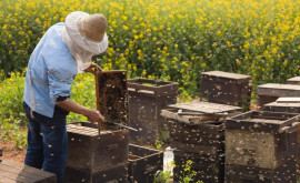 Государство и в этом году будет субсидировать пчеловодство 