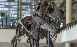 Scheletul unui dinozaur care a trăit în urmă cu 67 de milioane de ani expus la un muzeu 