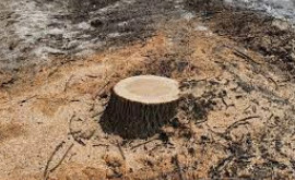 Tăieri ilegală de copaci la Durlești Moldsilva anunță verificări