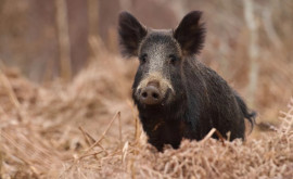 Un nou caz de pestă porcină africană confirmat în Moldova