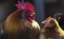 В Японии произошла самая крупная вспышка птичьего гриппа