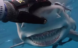 Американский дайвер запечатлел улыбающуюся акулу 