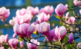 Magnoliile au înflorit în Grădina Botanică