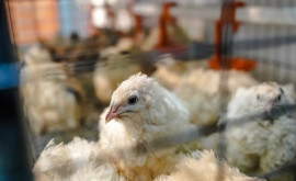 В Молдове свирепствует вспышка птичьего гриппа Рекомендации ANSA
