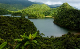 Pădurile din Dominica au rezistat unor furtuni puternice și își revin