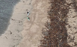 O plajă populară plină de gunoaie surprinsă întro fotografie