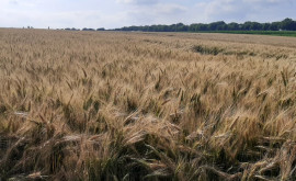 Каким будет урожай пшеницы в 2023 году прогнозы экспертов