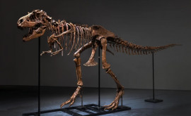 În premierăun schelet de tiranozaur va fi scos la licitație în Europa