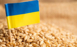 Еврокомиссия побеседует с недовольными экспортом украинского зерна 