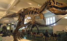 Un schelet de T rex vîndut la licitaţie va fi expus la Anvers