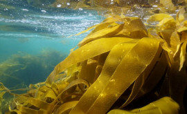 Исследование арктические водоросли оказались сильно загрязнены микропластиком