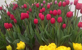 Цветочный рай в Бардаре тюльпановое поле привлекает сотни посетителей