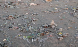 Plastic peste tot Algele de sub gheața arctică conțin plastic