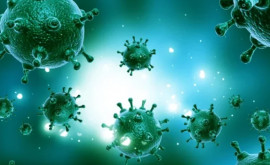 В бактериях обнаружены десятки тысяч ранее неизвестных вирусов