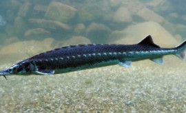 Un pește care are peste 66 de milioane de ani descoperit în Africa