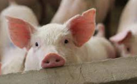Новый случай африканской чумы свиней