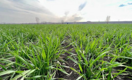 Институт селекции будет производить семена пшеницы для органических угодий