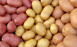 Moldova este principalul cumpărător de cartofi ucraineni