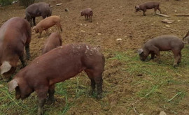 Miros insuportabil de la o fermă de porci ce spun locuitorii și primarul din Roșcani