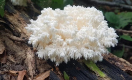 Студентбиолог нашел в лесу новый вид грибов 